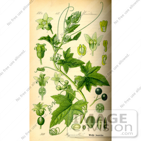#14139 Picture of White Bryony (Bryonia alba) by JVPD