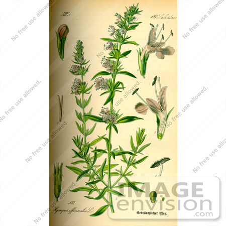 #14143 Picture of Herb Hyssop (Hyssopus officinalis) by JVPD