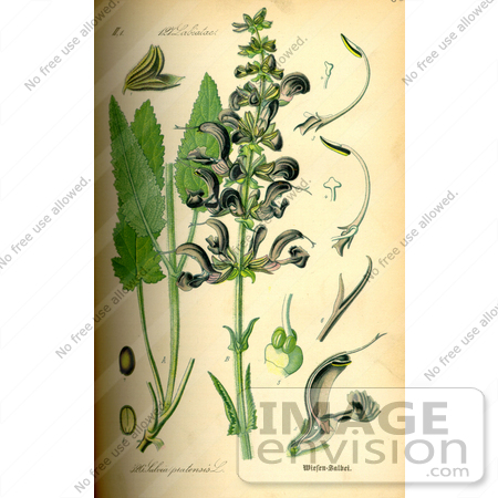 #14166 Picture of Meadow Clary, Meadow Sage (Salvia pratensis) by JVPD