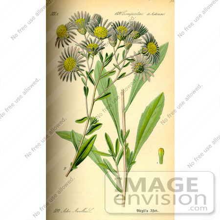 #14183 Picture of European Michaelmas Daisy, Italian Aster (Aster amellus) by JVPD