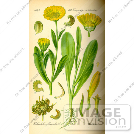 #14185 Picture of Pot Marigold, English Marigold (Calendula officinalis) by JVPD