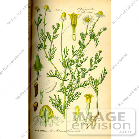 #14186 Picture of German Chamomile, Camomile, Wild Chamomile, Hungarian Chamomile, Scented Mayweed (Matricaria chamomilla) by JVPD