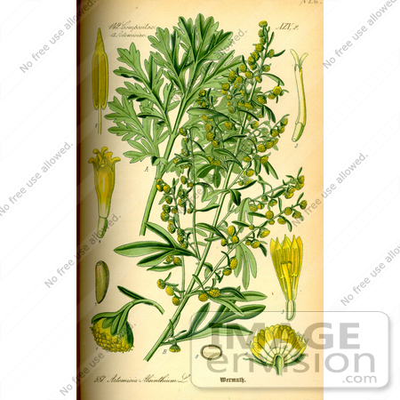 #14187 Picture of Absinthium, Absinthe Wormwood, Wormwood, Grand Wormwood (Artemisia absinthium) by JVPD