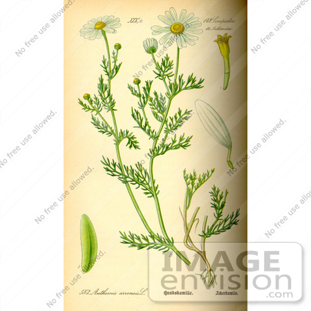 #14196 Picture of Corn Chamomile, Field Chamomile (Anthemis arvensis) by JVPD