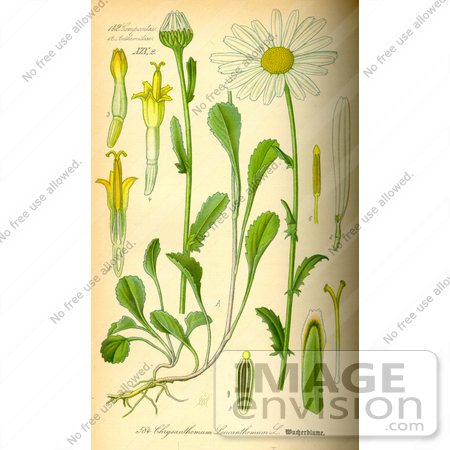 #14198 Picture of Moon Daisy, Dog Daisy, Marguerite, Oxeye Daisy (Leucanthemum vulgare, Chrysanthemum leucanthemum) by JVPD