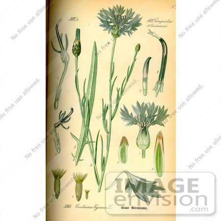 #14200 Picture of Cornflower, Bachelor’s Button, Basket Flower, Boutonniere Flower (Centaurea cyanus) by JVPD