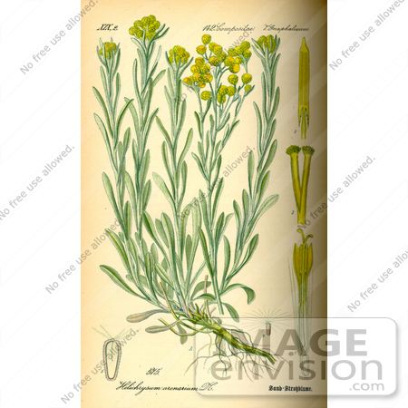 #14205 Picture of Dwarf Everlast (Helichrysum arenarium) by JVPD