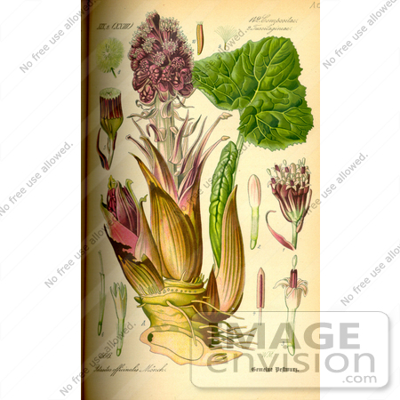#14212 Picture of Common Butterbur, Bog Rhubarb, Devil’s Hat, Pestilence Wort (Petasites hybridus) by JVPD
