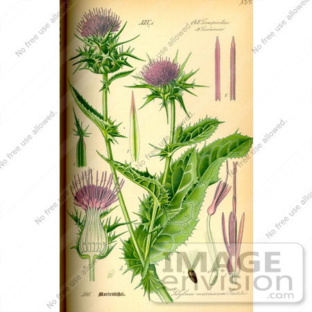 #14213 Picture of Blessed Milk Thistle (Silybum marianum) by JVPD