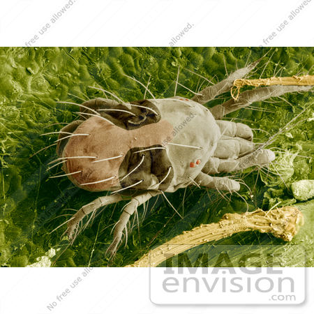 #14228 Picture of a Two-Spotted Spider Mite (Tetranychus urticae) on a Rose Leaf by JVPD