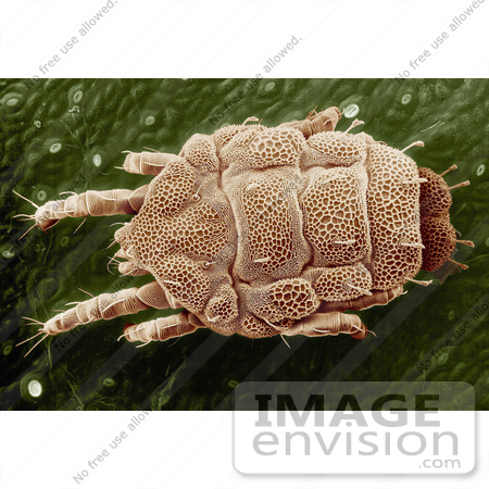 #14229 Picture of a Yellow Mite (Lorryia formosa) by JVPD