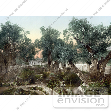 #14414 Picture of the Garden of Gethsemane, Jerusalem by JVPD