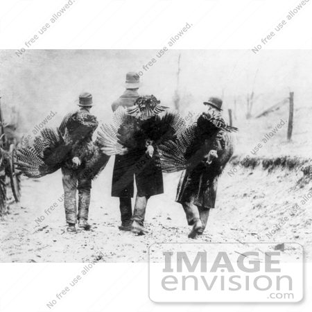 #1467 Photo of Three Men as Seen From Behind, Carrying Dead Turkeys For Thanksgiving by JVPD