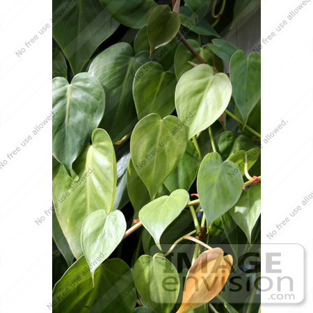 #14698 Picture of a Heartleaf Philodendron (philodendron cordatum) Plant by Jamie Voetsch