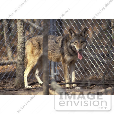 #14702 Picture of a Captive Red wolf (Canis rufus) by JVPD