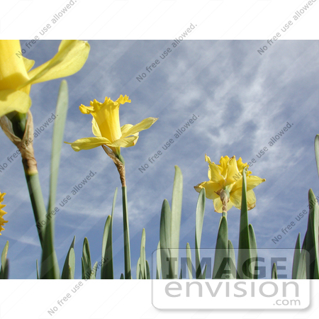 #148 Photo of Yellow Daffodils Against a Blue Sky by Jamie Voetsch