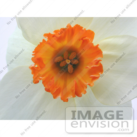 #149 Photo of a White Daffodil With an Orange Cup by Jamie Voetsch