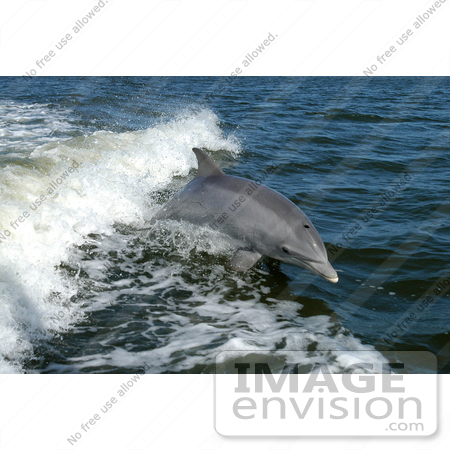 #15093 Picture of a Bottlenose Dolphin (Tursiops truncatus) by JVPD