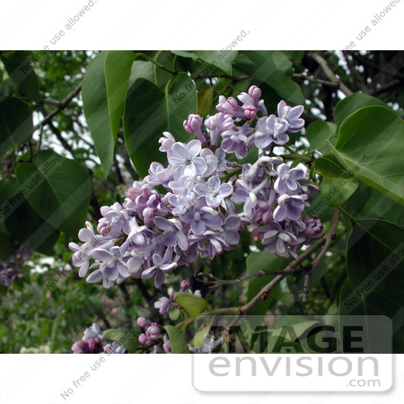 #151 Photo of Purple Lilac Flowers on a Bush by Jamie Voetsch