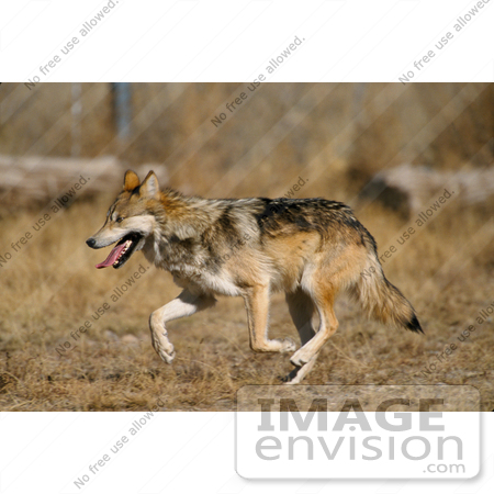 #15172 Picture of a Running Mexican Wolf (Canis lupus baileyi) by JVPD