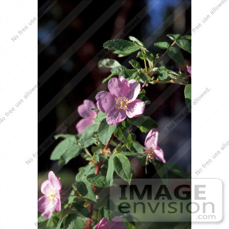 #15173 Picture of Alaska Wild Roses (Rosa acicularis) by JVPD