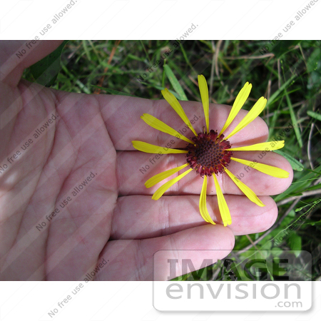 #15176 Picture of Purpledisk Honeycombhead Flower (Balduina atropurpurea Harper) by JVPD