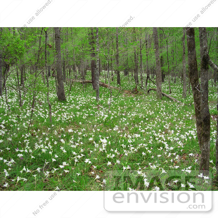 #15177 Picture of White Wildflowers Along the Flint River in Georgia by JVPD