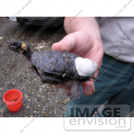 #15178 Picture of a Bog Turtle With a Radio Transmitter by JVPD
