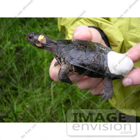 #15179 Picture of a Radio Transmitter on a Bog Turtle by JVPD