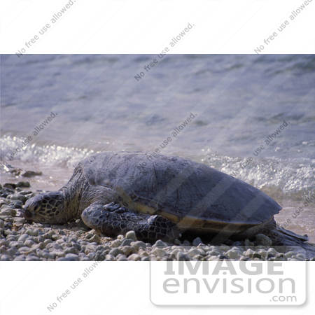 #15180 Picture of a Green Sea Turtle (Chelonia mydas) on Shore by JVPD