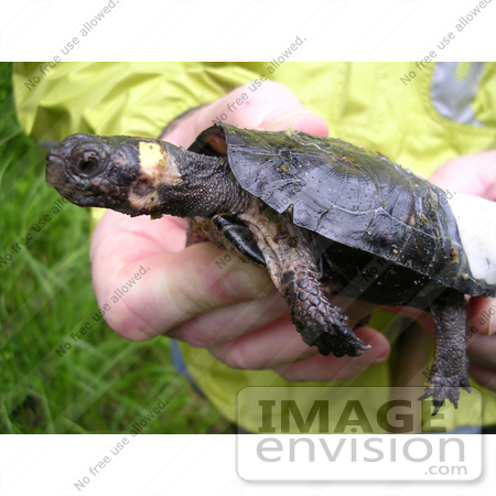 #15181 Picture of a Bog Turtle With a Radio Transmitter on its Shell by JVPD