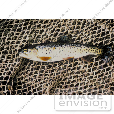#15185 Picture of a Greenback Cutthroat Trout (Oncorhynchus clarki stomias) by JVPD