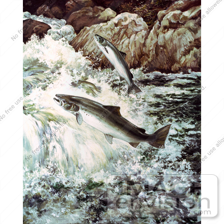 #15187 Picture of Atlantic Salmon (Salmon salar) by JVPD
