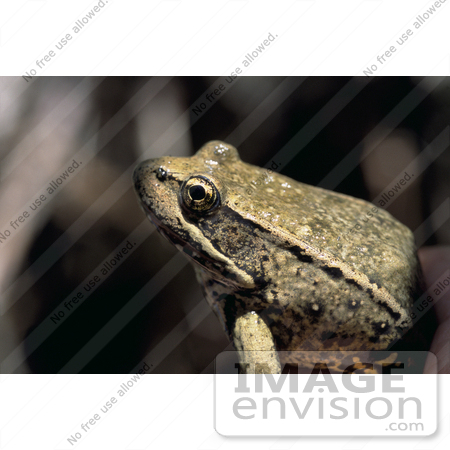 #15190 Picture of a Northern Red-legged Frog (Rana aurora aurora) by JVPD