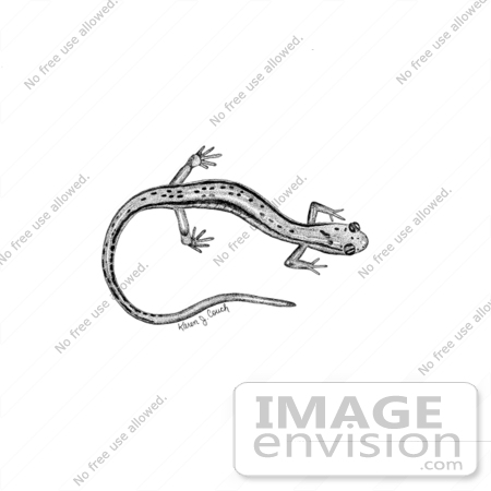 #15191 Picture of a Northern Two-lined Salamander (Eurycea bislineata) by JVPD