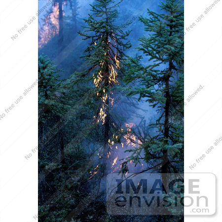 #15198 Picture of a Forest Fire With Flames in Trees by JVPD