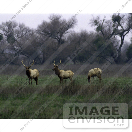 #15202 Picture of Tule Elk (Cervus canadensis) in Fog by JVPD