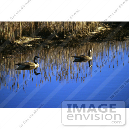 #15274 Picture of Canada Geese (Branta canadensis) by JVPD