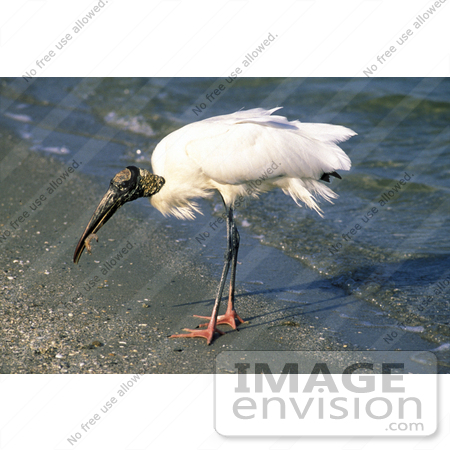 #15275 Picture of a Wood Stork (Mycteria americana) on Shore by JVPD