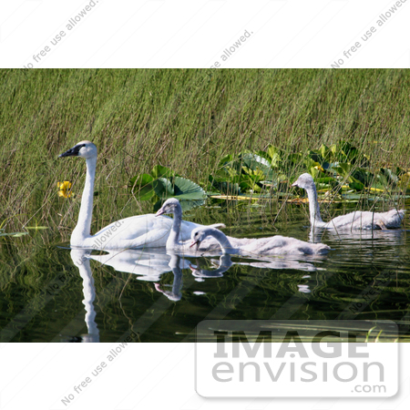 #15276 Picture of a Trumpeter Swan Brood (Cygnus buccinator) by JVPD