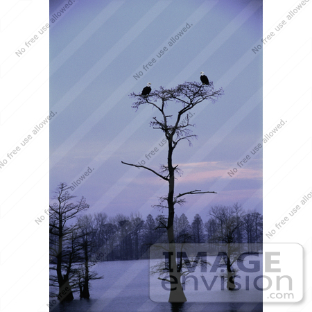 #15277 Picture of Two Bald Eagles (Haliaeetus leucocephalus) on a Tree Top by JVPD