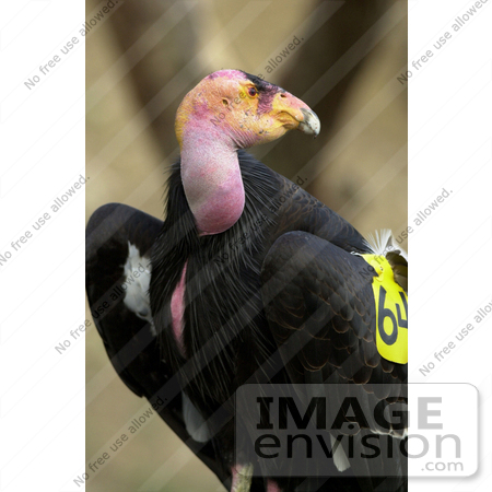 #15278 Picture of a California Condor (Gymnogyps californianus) by JVPD
