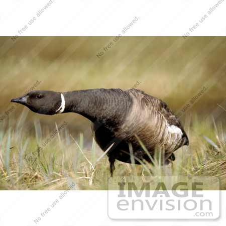#15279 Picture of a Brent Goose (Branta bernicla by JVPD