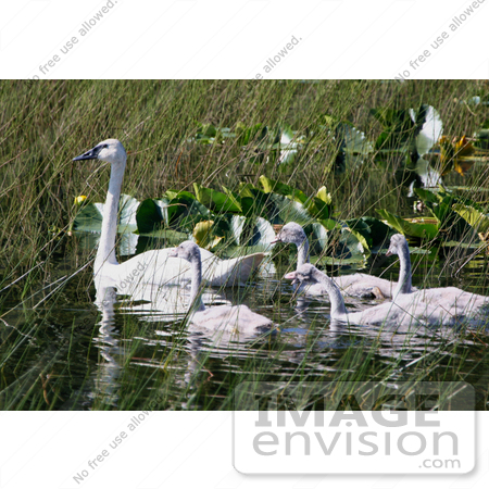 #15280 Picture of a Trumpeter Swan Brood (Cygnus buccinator) by JVPD