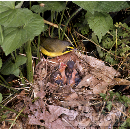 #15282 Picture of a Kentucky Warbler (Oporornis formosus) Nest and Chicks by JVPD