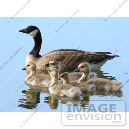#15284 Picture of a Canada Goose Brood (Branta canadensis) by JVPD
