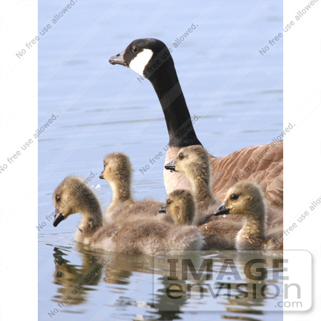 #15285 Picture of a Canada Goose Brood (Branta canadensis), Alaska by JVPD
