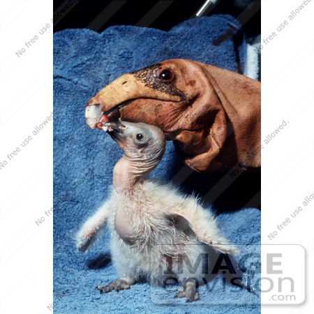 #15286 Picture of a California Condor (Gymnogyps californianus) Chick With Puppet Parent by JVPD