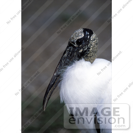 #15287 Picture of a Wood Stork (Mycteria americana) by JVPD