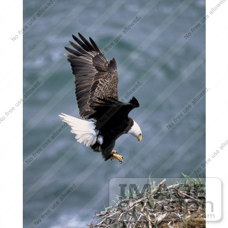 #15288 Picture of a Bald Eagle in Flight, About to Land by JVPD
